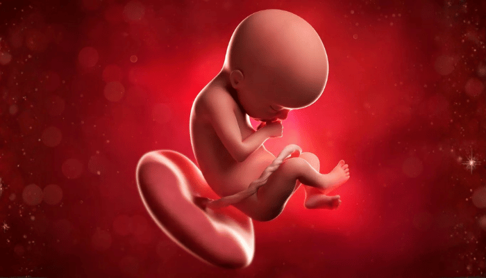 Baby development week wise 12