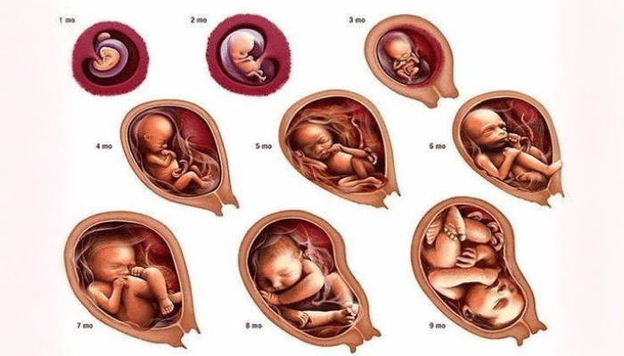 Baby development week wise 16