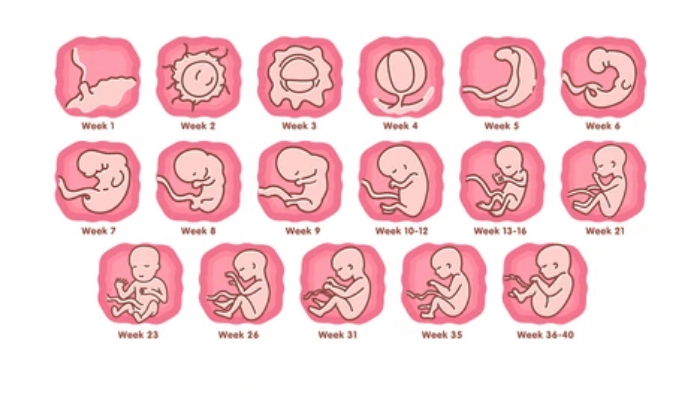 Baby development week wise 14