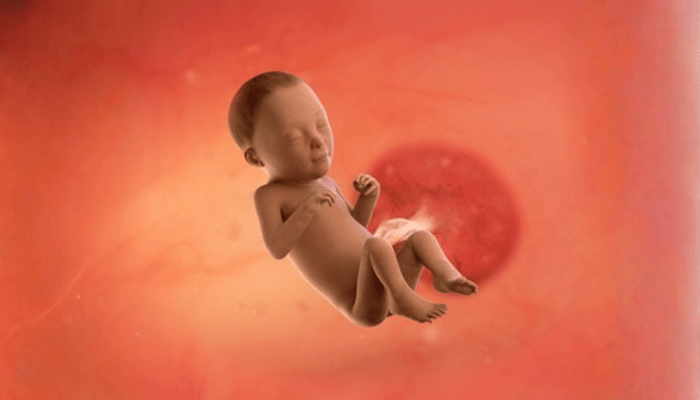 Baby development week wise 9