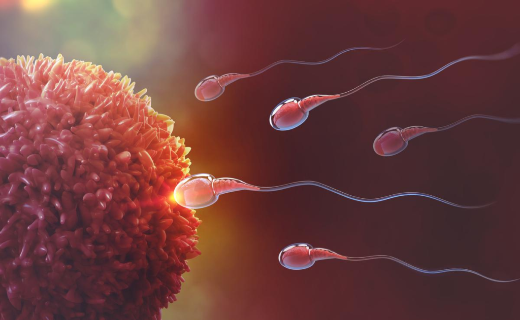 Fetus Development Stage