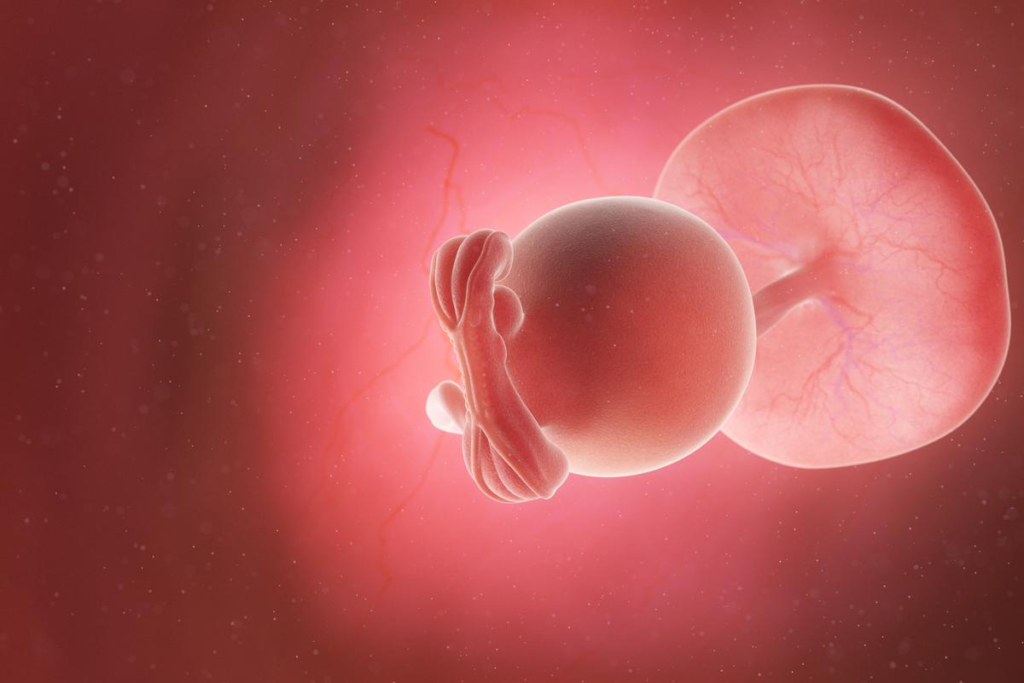 Fetus Development Stage Week 4