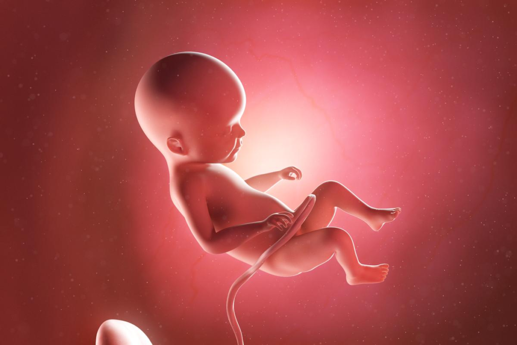 Baby in womb week by week development