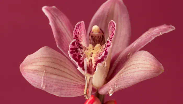 laser labiaplasty blog pic 1