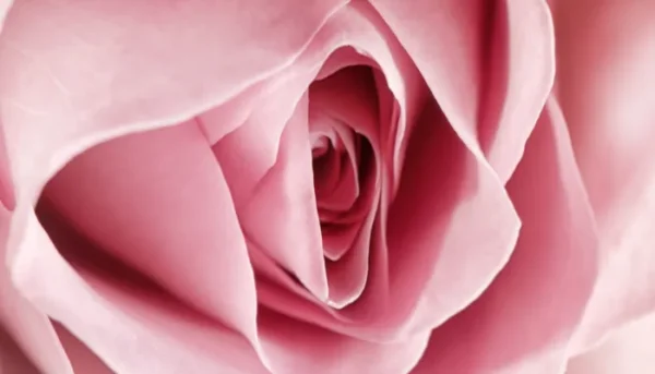 labia tightening in dubai post img 2